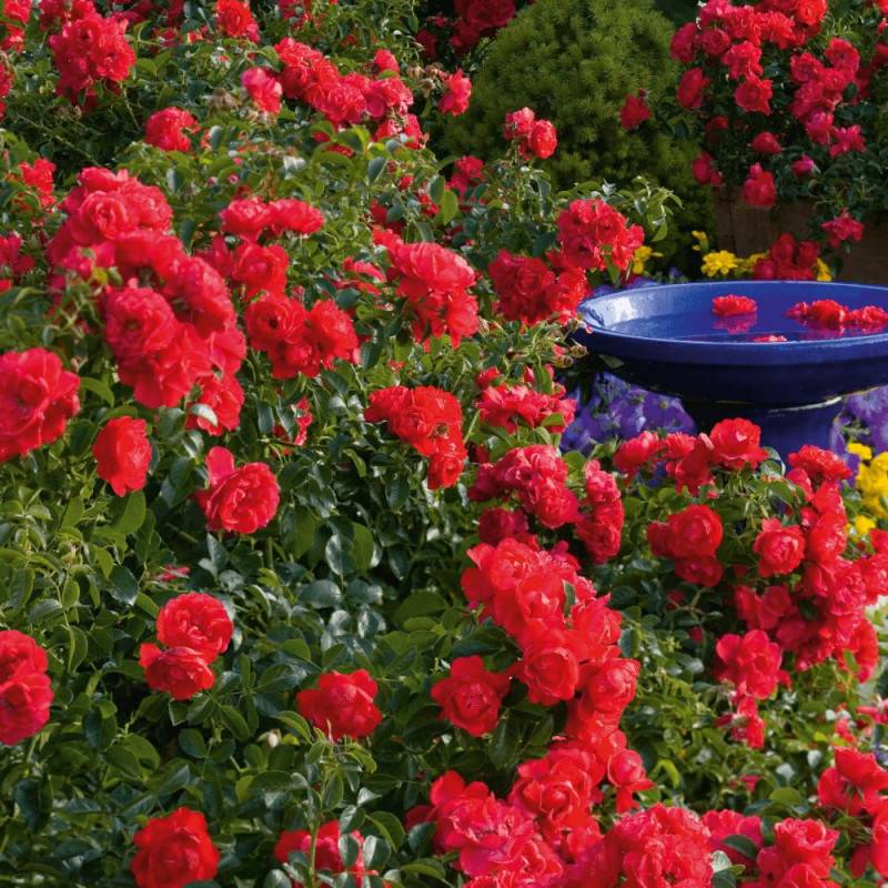 Rosier paysager Decorosier® Kadora® 'Noa 83100 b' à fleurs Rouge - feuillage Caduc - Pot de 5L - 40/60 cm-  hauteur à maturité De 0,50 m à 1,00 m - Imagen 4