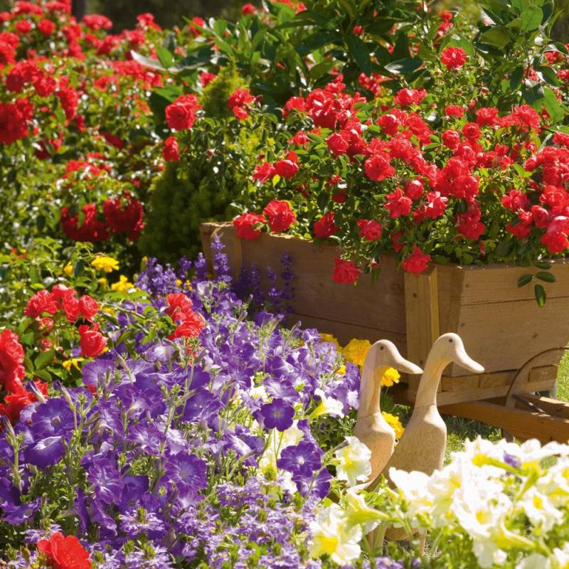 Rosier paysager Decorosier® Kadora® 'Noa 83100 b' à fleurs Rouge - feuillage Caduc - Pot de 5L - 40/60 cm-  hauteur à maturité De 0,50 m à 1,00 m - Imagen 3
