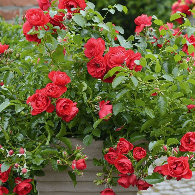 Rosier paysager Decorosier® Kadora® 'Noa 83100 b' à fleurs Rouge - feuillage Caduc - Pot de 5L - 40/60 cm-  hauteur à maturité De 0,50 m à 1,00 m - Imagen 2