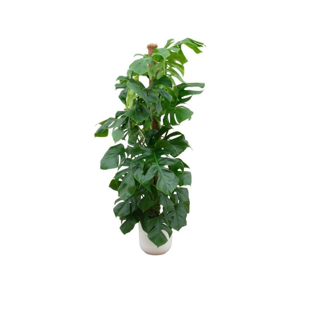 Monstera Pertusum 150cm et son pot- La Green Touch Blanc - Hauteur 150cm