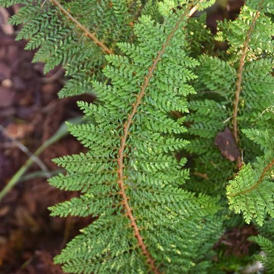 Polystichum setiferum - Aspidie à cils raides Densum Godet de 8/9 cm