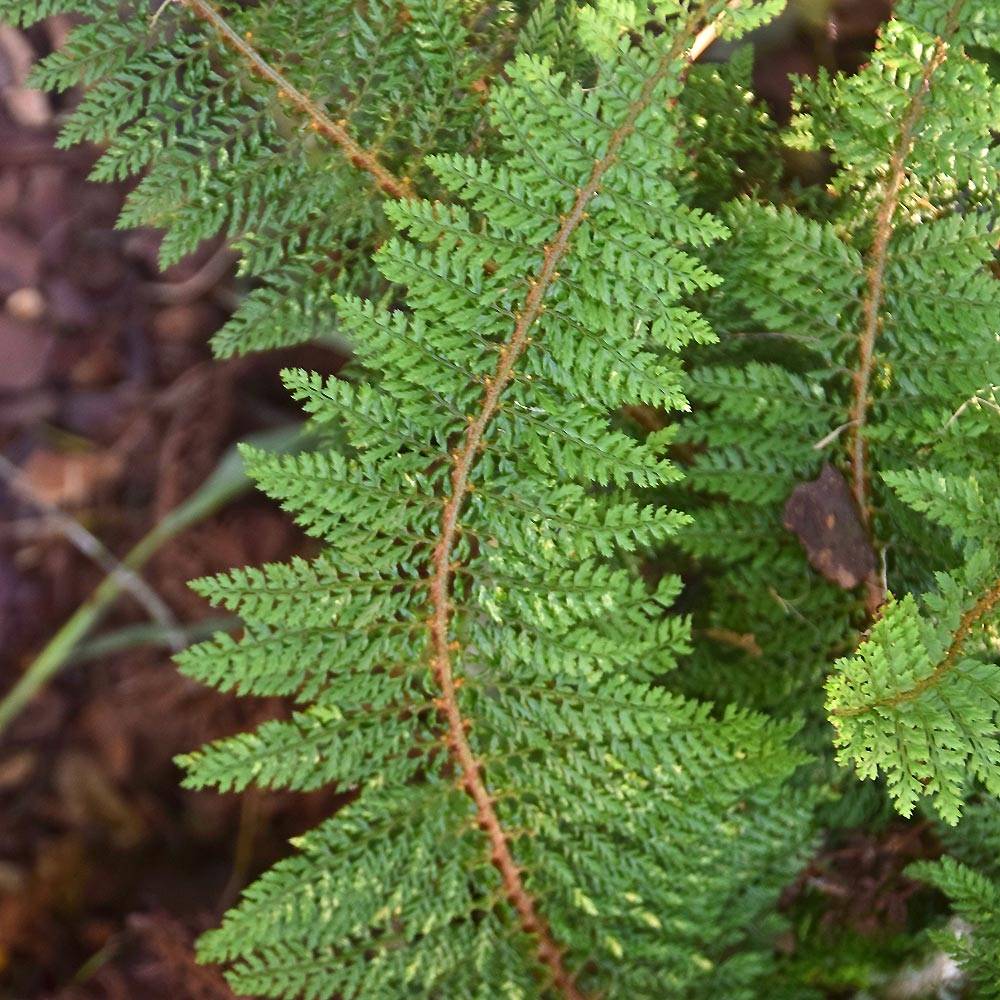Polystichum setiferum - Aspidie à cils raides Densum Godet de 8/9 cm