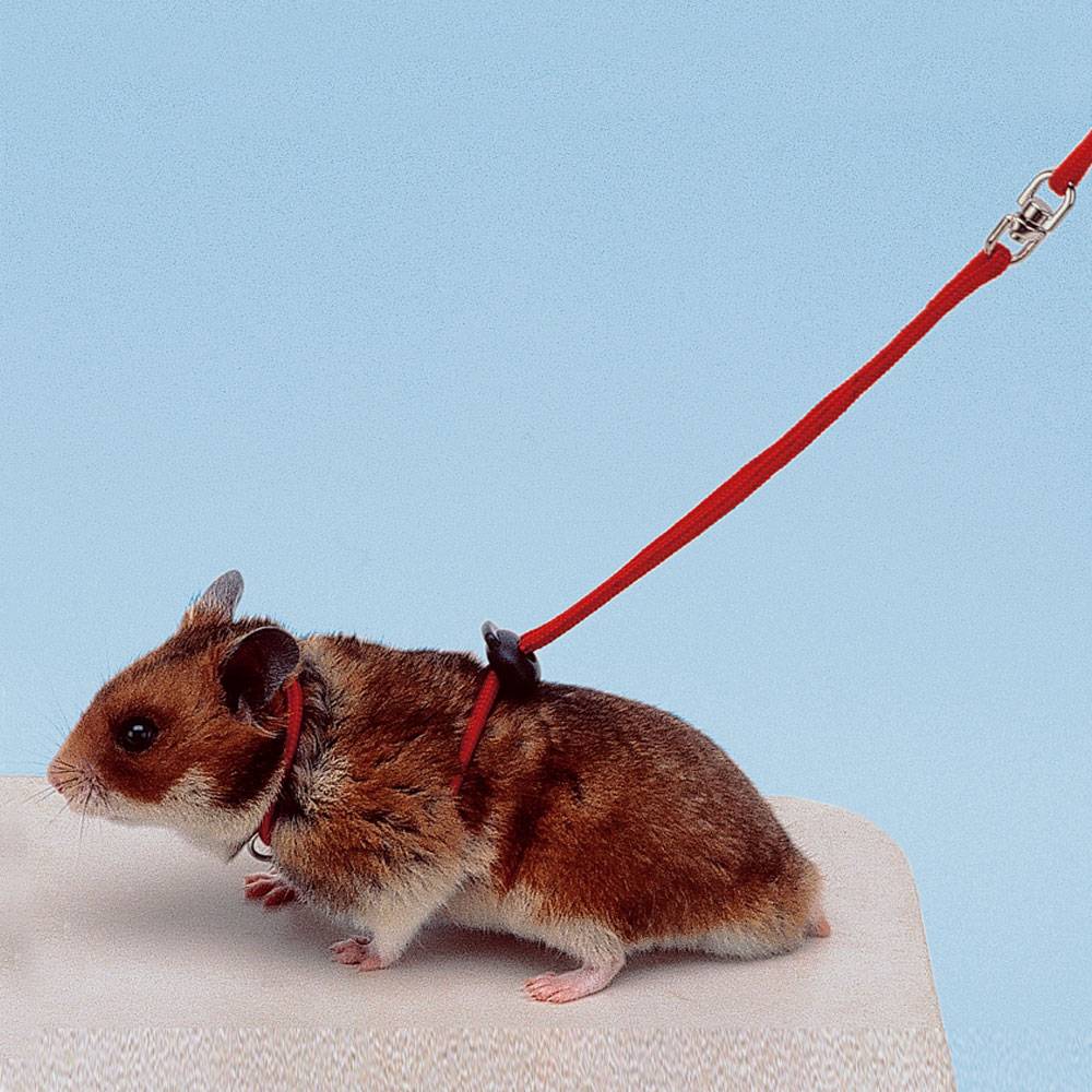 Ferplast - Accessoires pour rongeurs Ferplast NY HAM harnais laisse hamsters réglable - Imagen 2