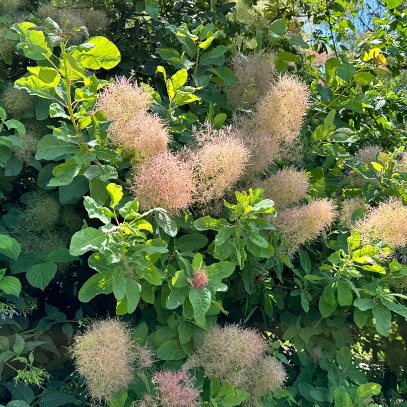 Cotinus coggygria - Arbre à Perruques Pot de 3L/4L