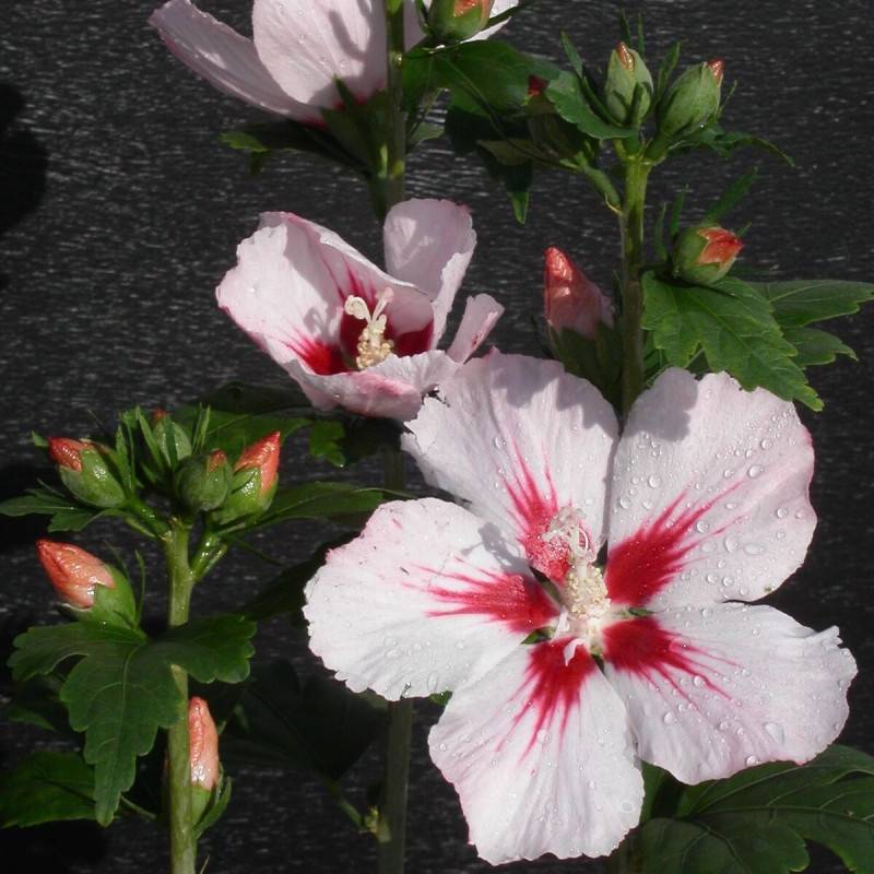 Hibiscus Hamabo, Althéa à fleurs Rose/Blanche - feuillage Caduc - Pot de 4L - 40/60 cm
