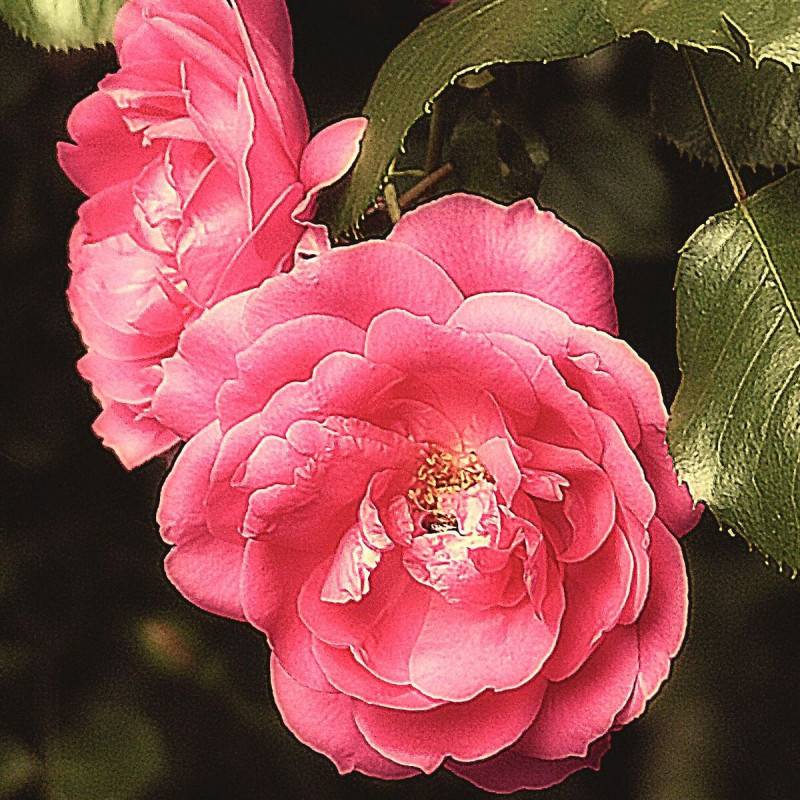 Rosier grimpant Pompon de Paris à fleurs Rose - feuillage Caduc - Pot de 3L - Echelle bambou 60/120 cm-  hauteur à maturité De 1,50 m à 2,00 m - Imagen 2