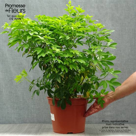 Choisya ternata Sundance - Oranger du Mexique Pot de 7,5L/10L - Image 2