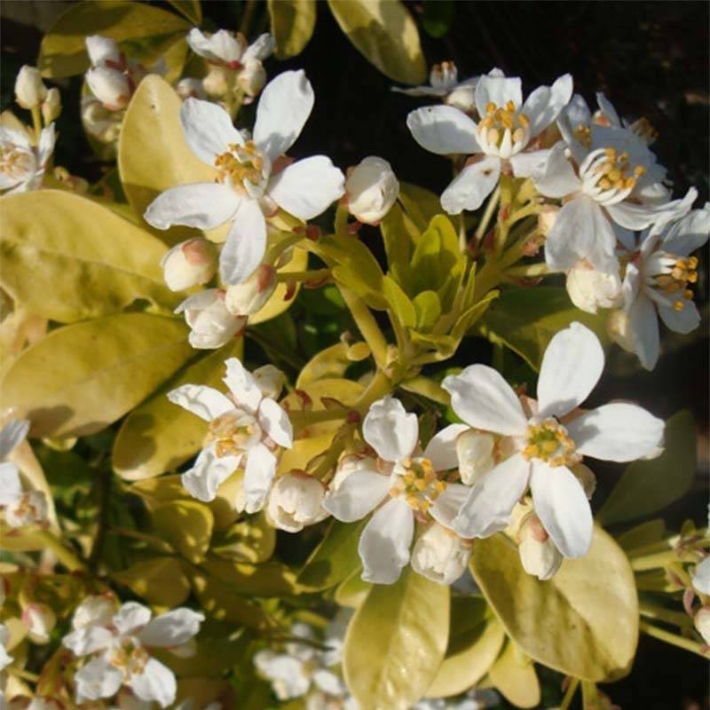 Choisya ternata Sundance - Oranger du Mexique Pot de 7,5L/10L