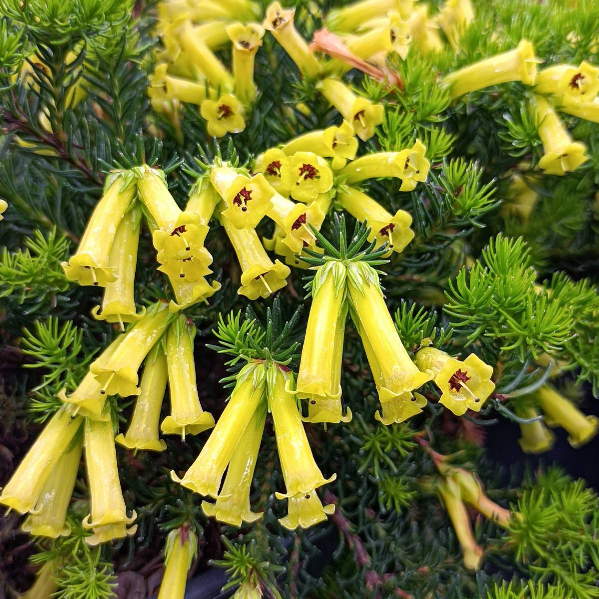 Bruyère arbustive Limoncello - Erica nana Pot de 4L/5L