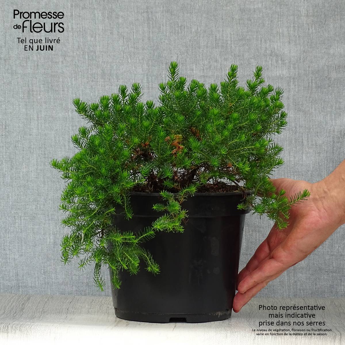 Bruyère arbustive Limoncello - Erica nana Pot de 4L/5L - Image 2