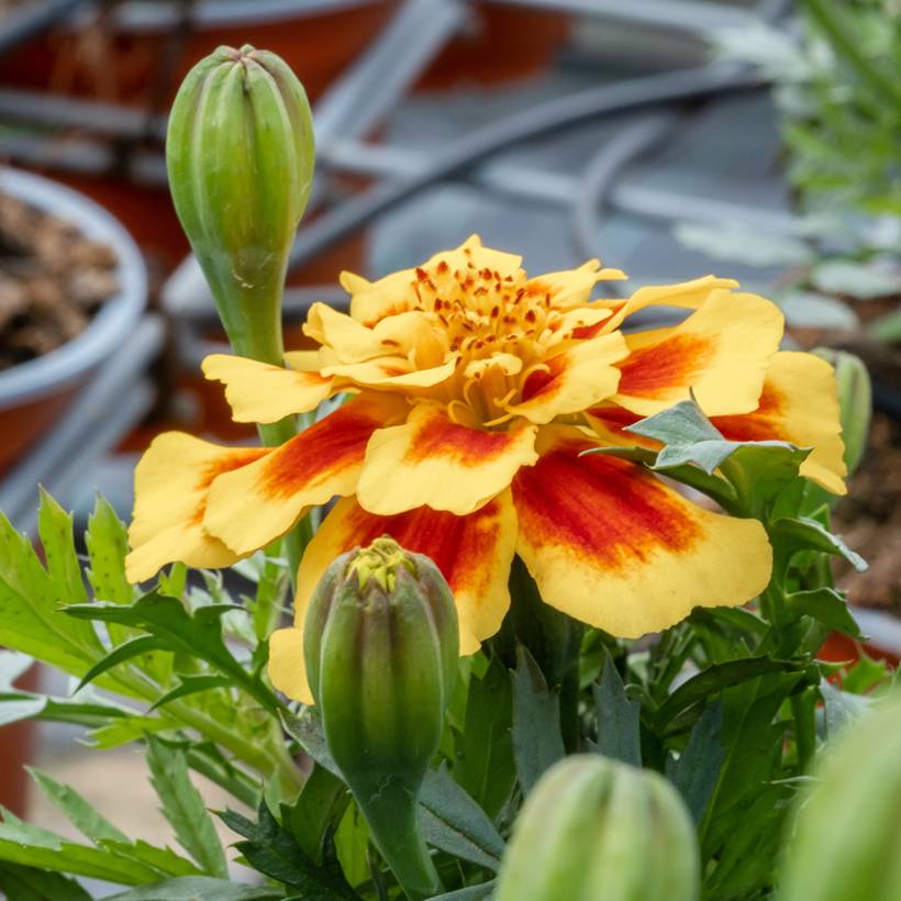 Graines d'Oeillet d'Inde Durango Bee - Tagetes patula le sachet de 50 graines environ