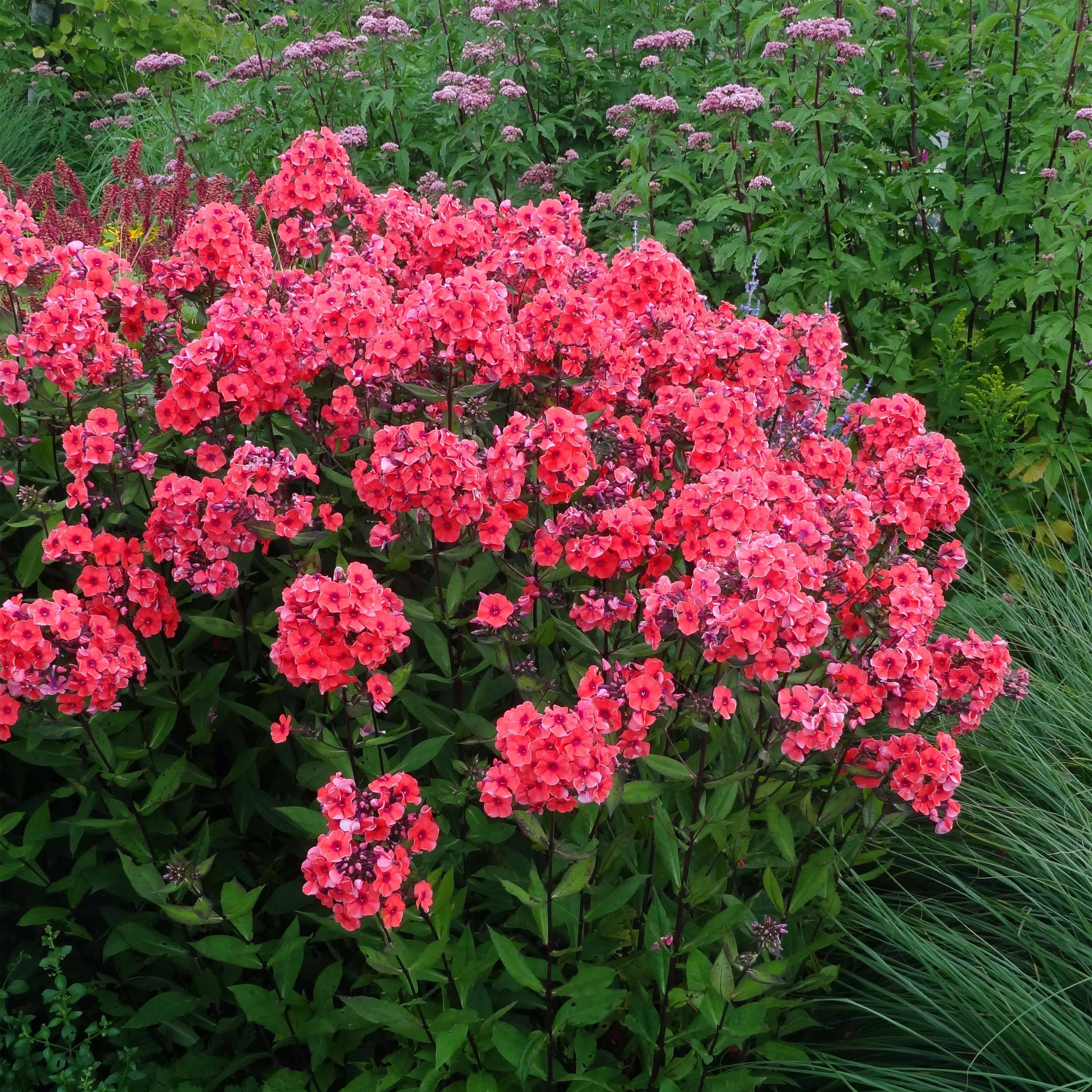Phlox paniculata Starfire Pot de 1,5L/2L