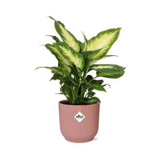 Dieffenbachia 'Camilla' 14cm Rose - H35cm