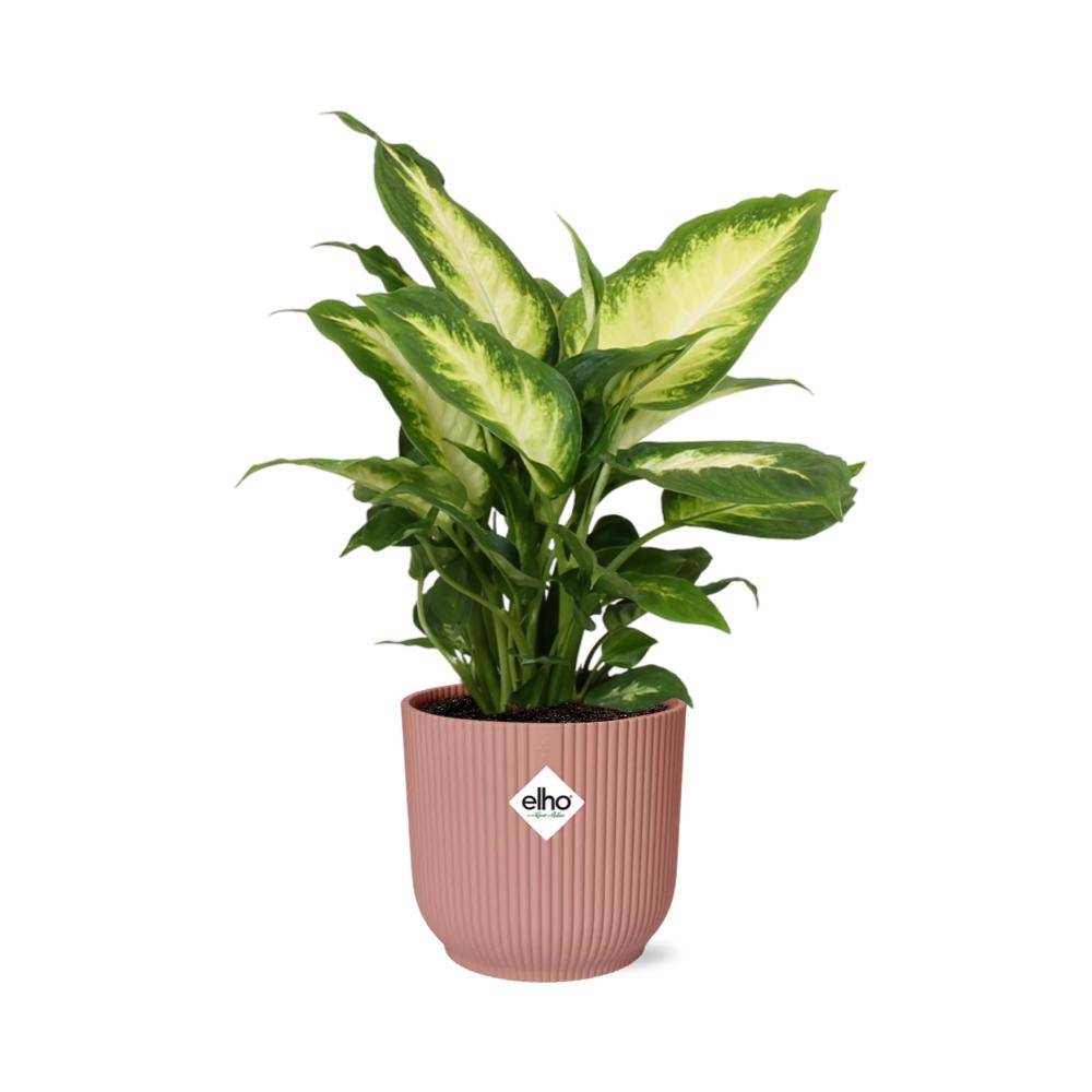La Green Touch - Dieffenbachia 'Camilla' 14cm Rose - H35cm - Image 1