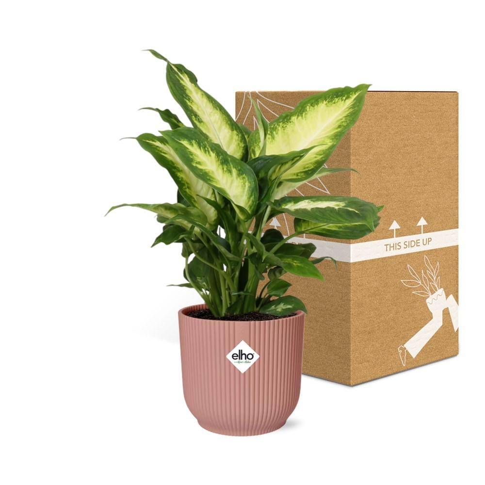 La Green Touch - Dieffenbachia 'Camilla' 14cm Rose - H35cm - Image 5