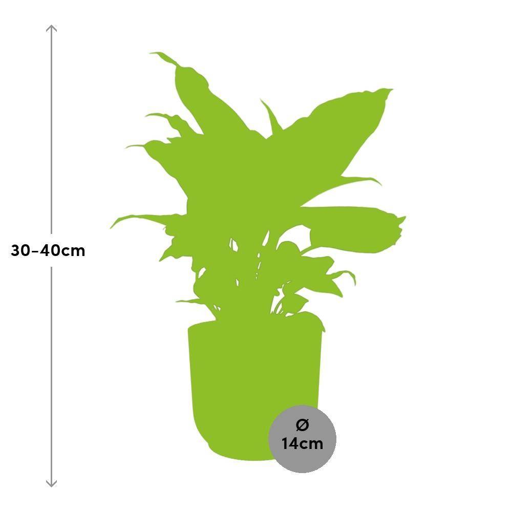 La Green Touch - Dieffenbachia 'Camilla' 14cm Rose - H35cm - Image 3