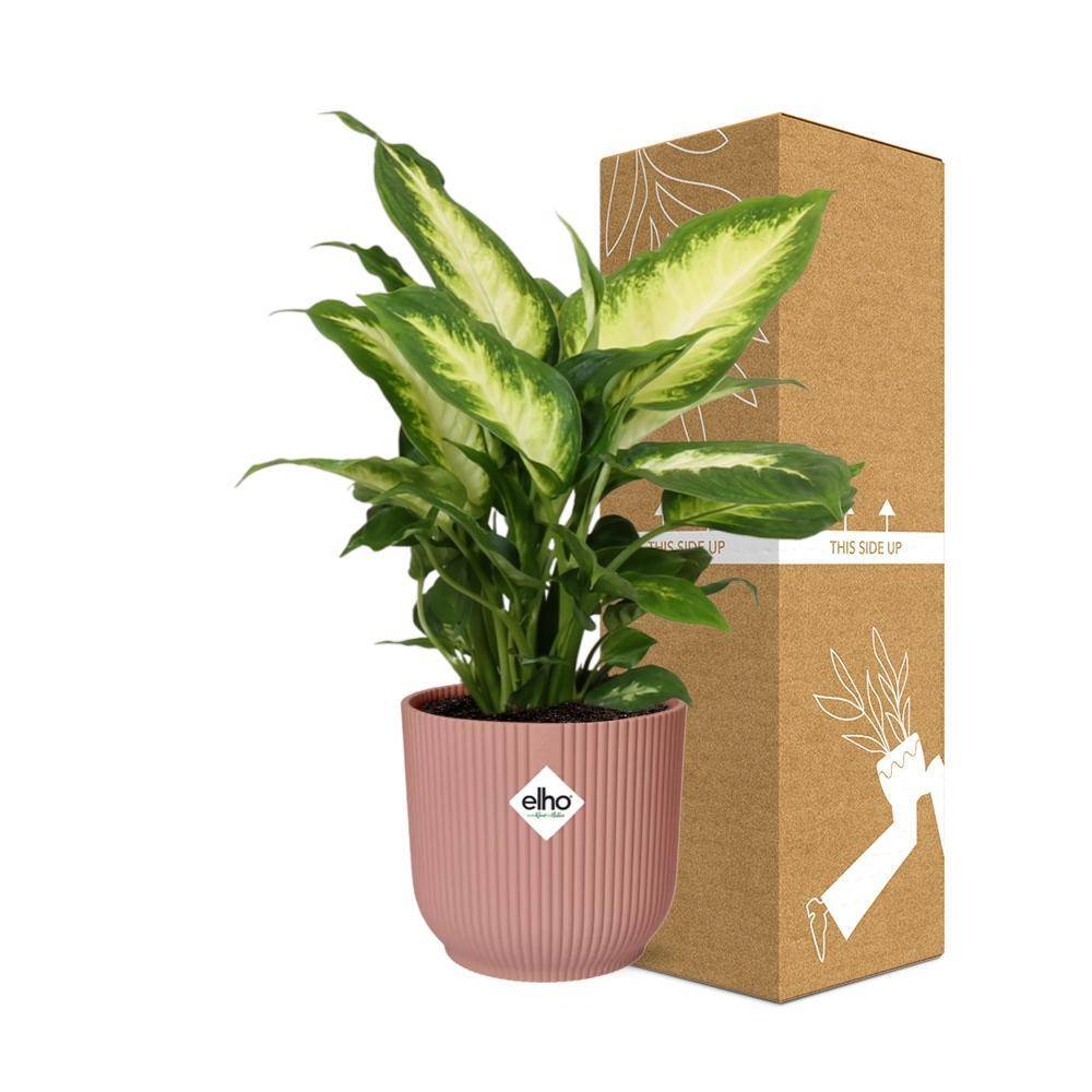 La Green Touch - Dieffenbachia 'Camilla' 14cm Rose - H35cm - Image 4