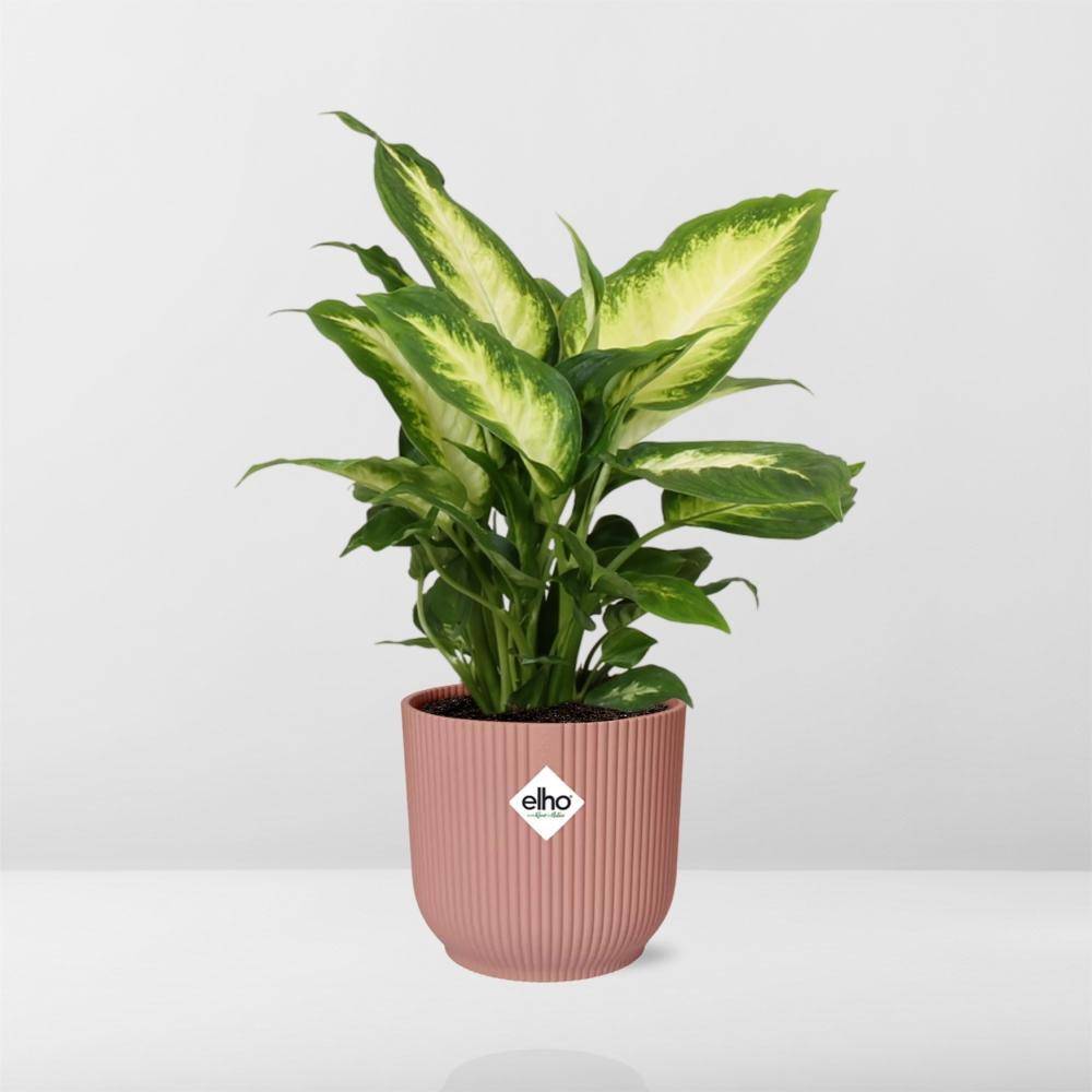 La Green Touch - Dieffenbachia 'Camilla' 14cm Rose - H35cm - Image 6