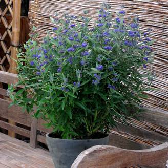 Caryopteris clandonensis Thetis - Spirée bleue Godet de 8/9 cm
