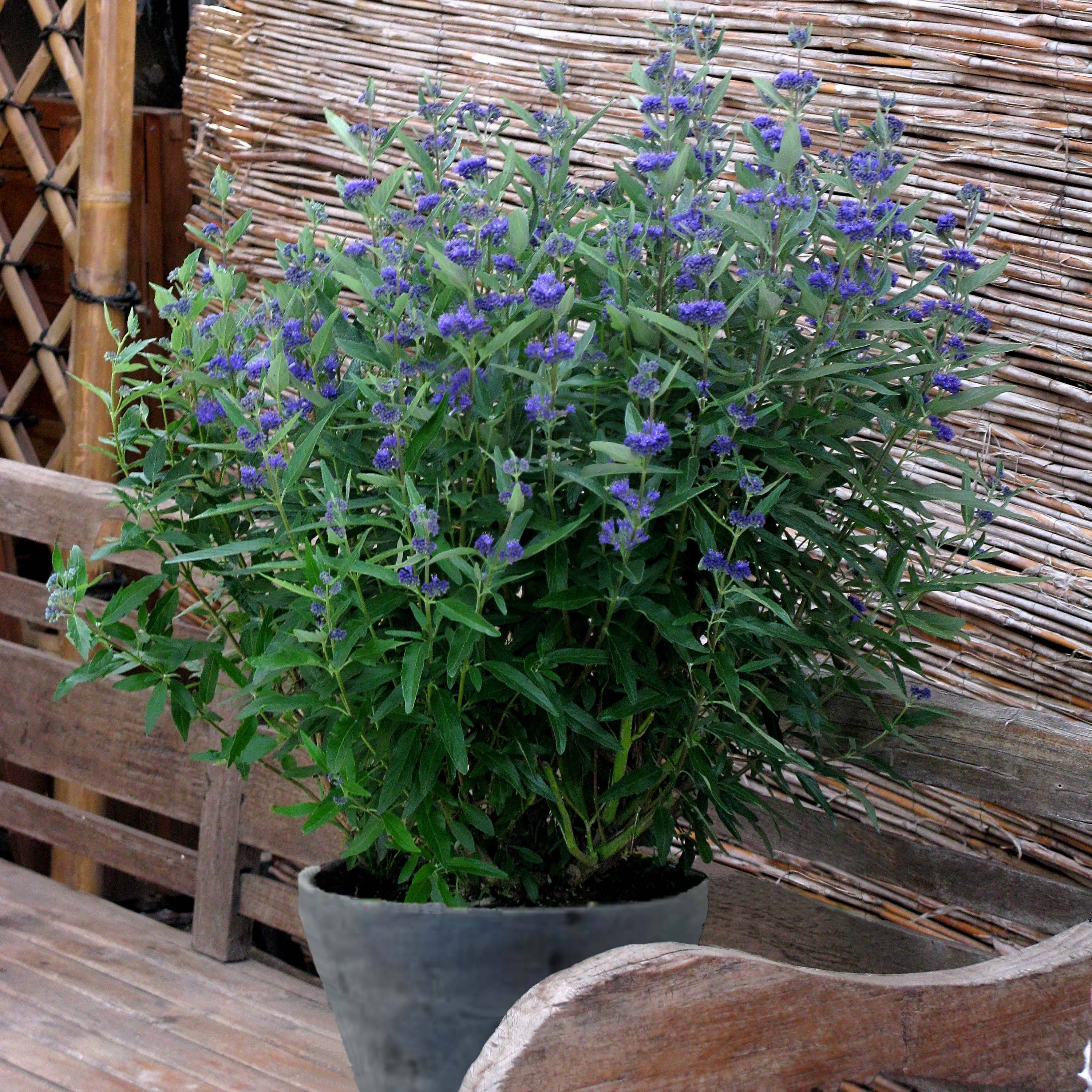 Caryopteris clandonensis Thetis - Spirée bleue Godet de 8/9 cm