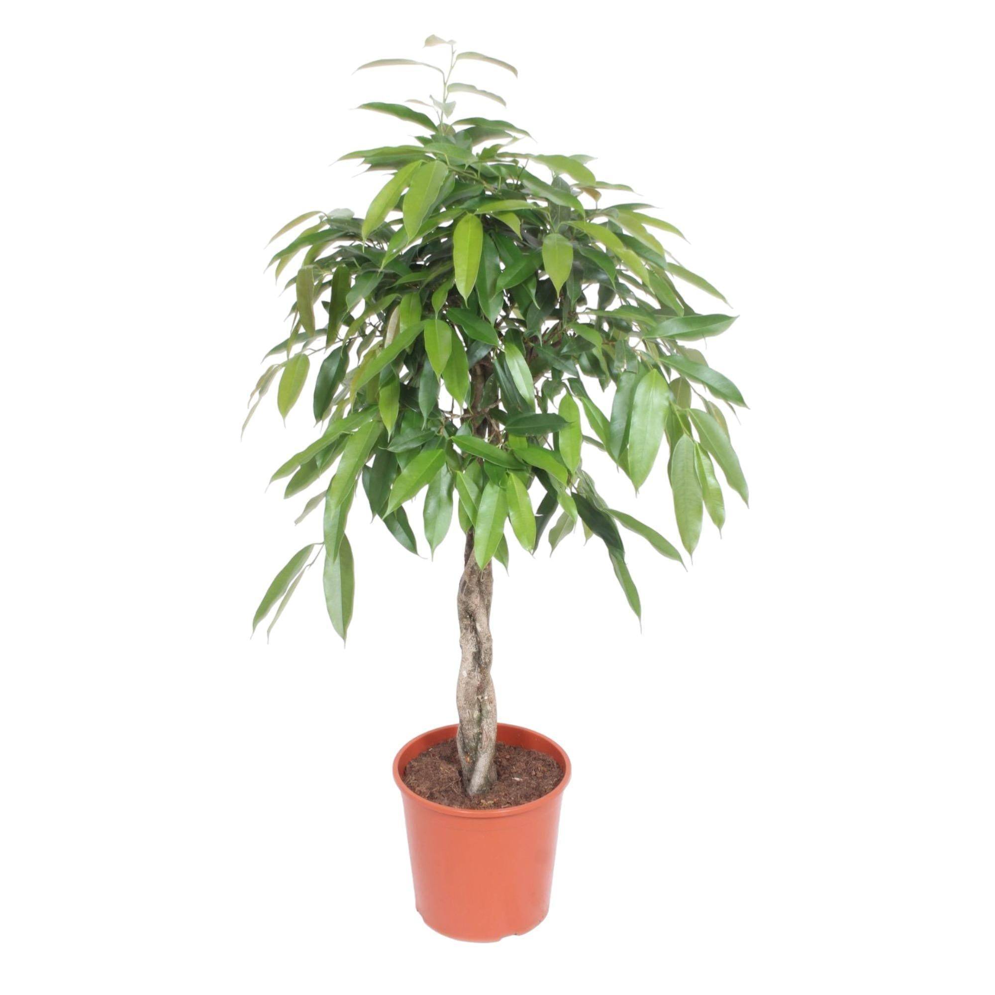 Ficus Amstel King Tronc Tressé - D30 H140cm