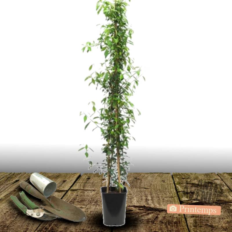 Jasmin étoilé à fleurs Blanche - feuillage Persistant - Pot de 2L - Tuteur bambou 60/90 cm-  hauteur à maturité De 3,00 m à 5,00 m - Imagen 10