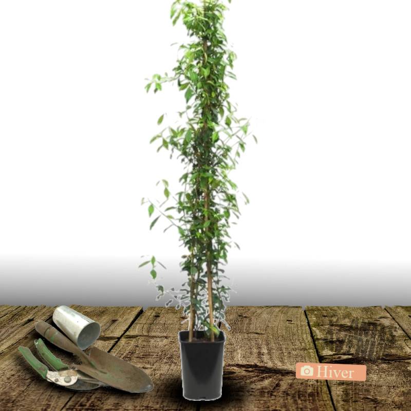 Jasmin étoilé à fleurs Blanche - feuillage Persistant - Pot de 2L - Tuteur bambou 60/90 cm-  hauteur à maturité De 3,00 m à 5,00 m - Imagen 9