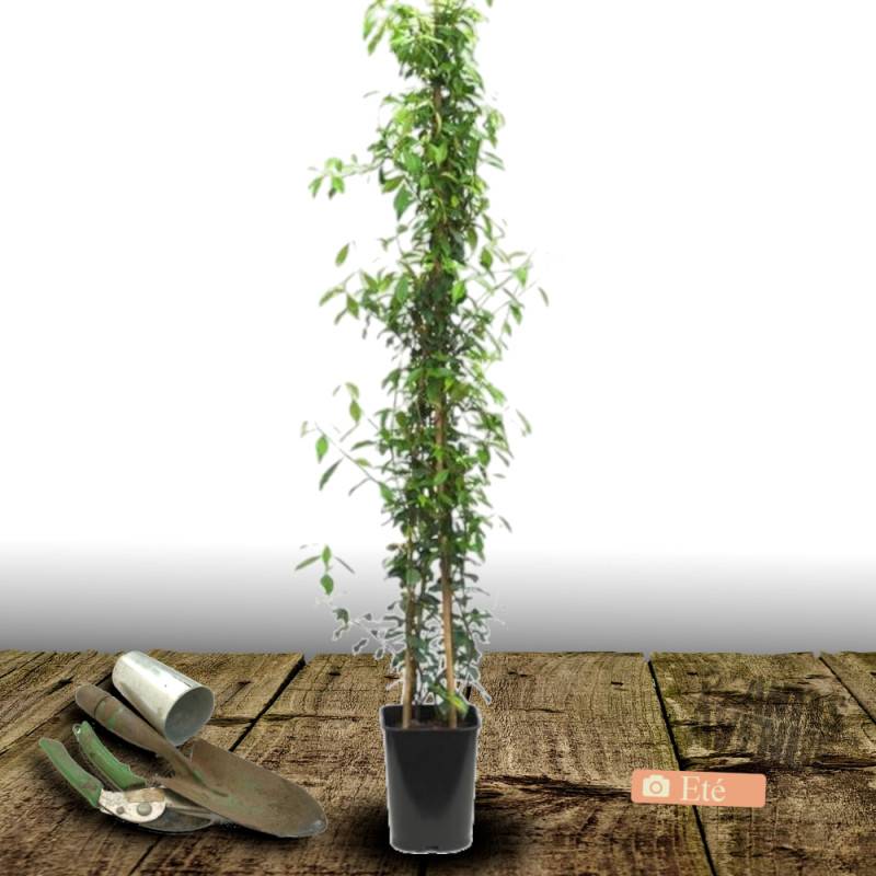 Jasmin étoilé à fleurs Blanche - feuillage Persistant - Pot de 2L - Tuteur bambou 60/90 cm-  hauteur à maturité De 3,00 m à 5,00 m - Imagen 8