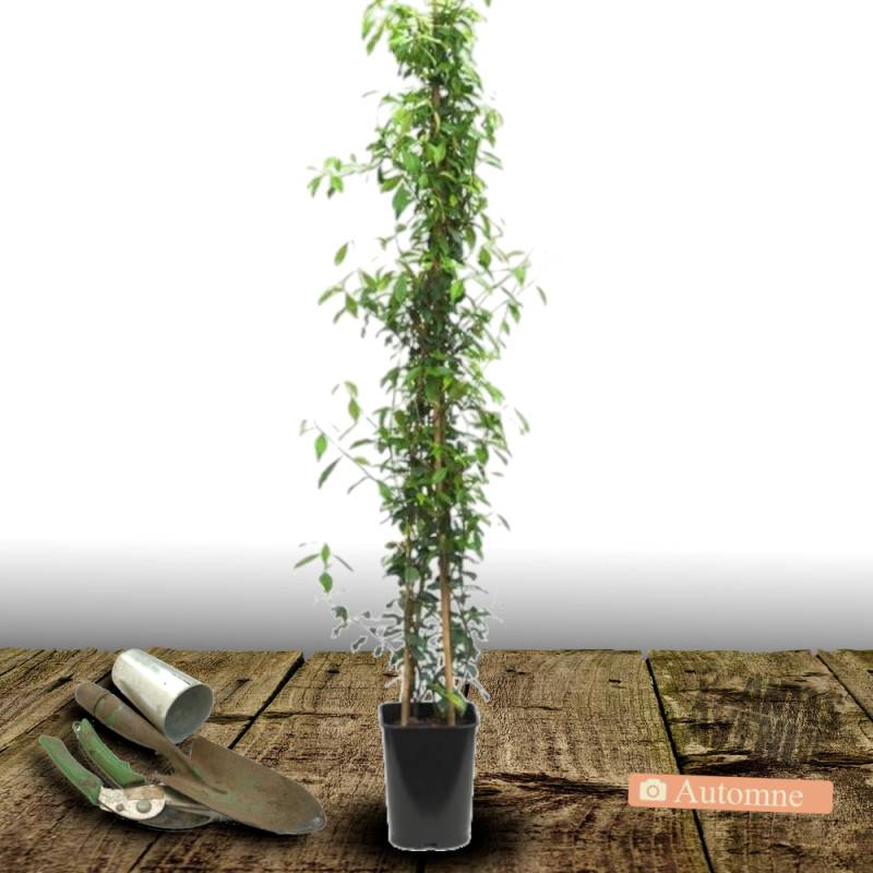 Jasmin étoilé à fleurs Blanche - feuillage Persistant - Pot de 2L - Tuteur bambou 60/90 cm-  hauteur à maturité De 3,00 m à 5,00 m - Imagen 7