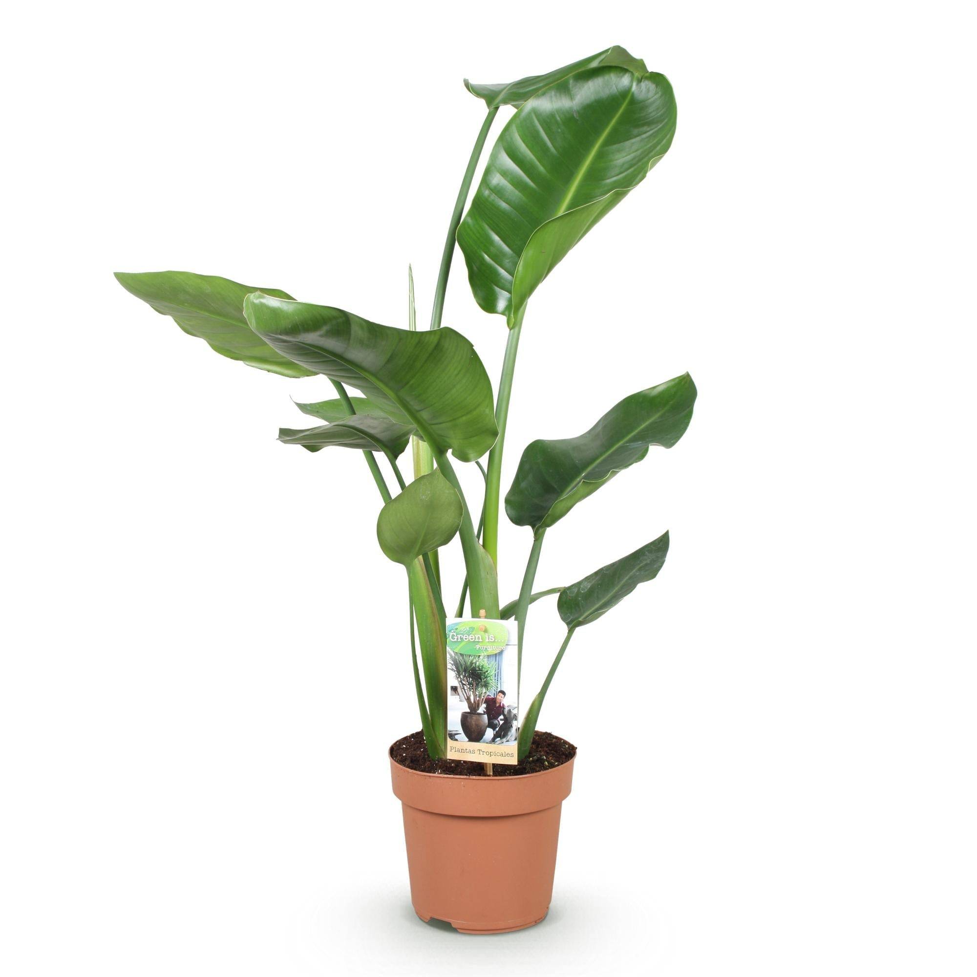 La Green Touch - Strelitzia Nicolai - D17 H90cm - Image 3
