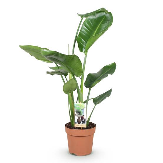 Strelitzia Nicolai - D17 H90cm - Image 3