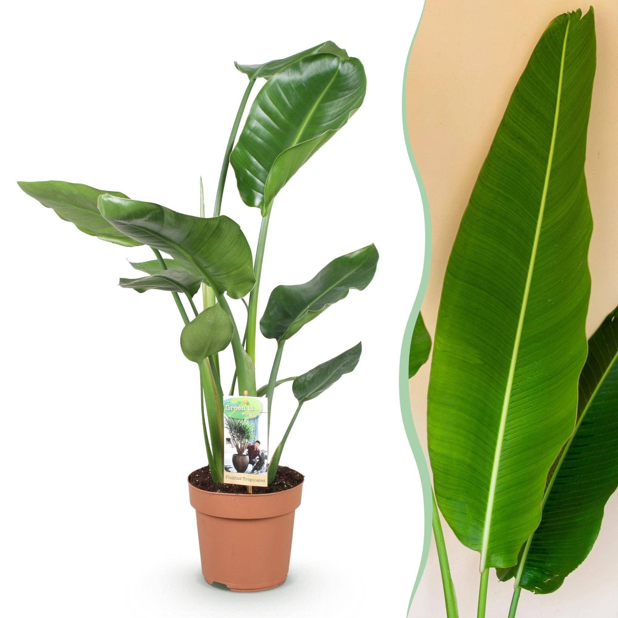 Strelitzia Nicolai - D17 H90cm - Image 2