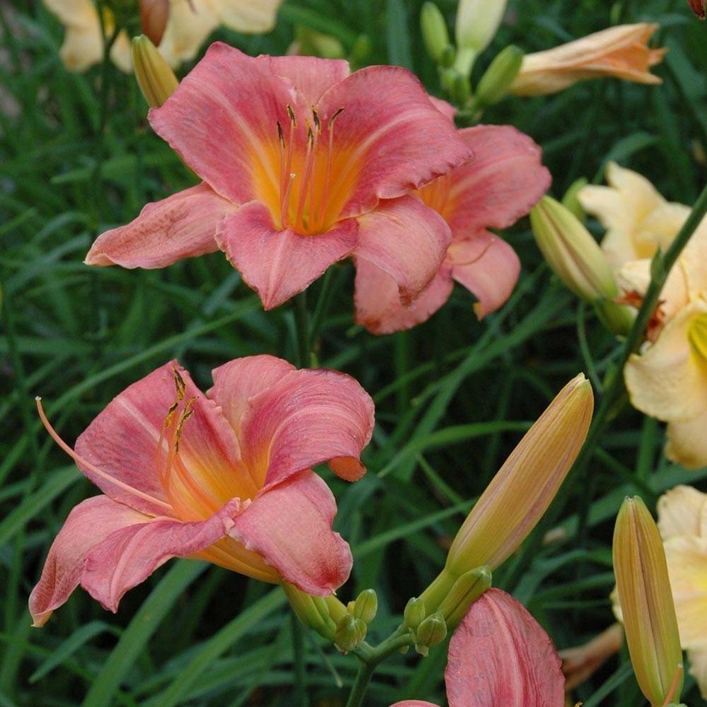 Hémérocalle Strawberry Swirl - Lis d'un jour Godet de 8/9 cm