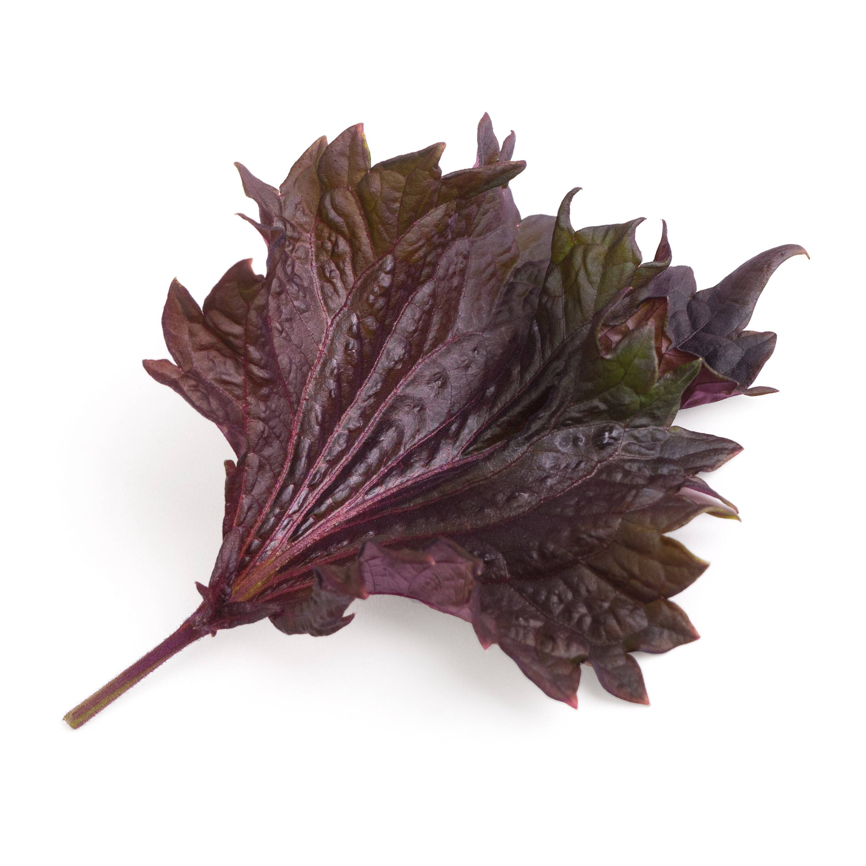 Veritable - Lingot Shiso pourpre BIO - Recharge prête à l'emploi - Véritable - Imagen 2