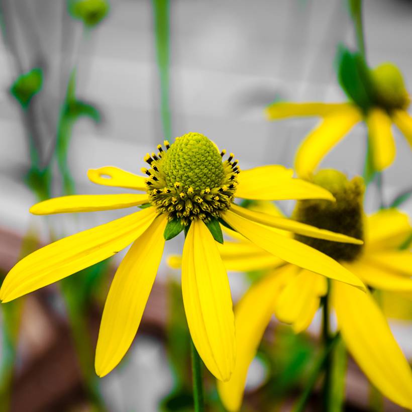Promesse de Fleurs - Rudbeckia nitida Herbstsonne - Soleil vivace d'automne Godet de 8/9 cm