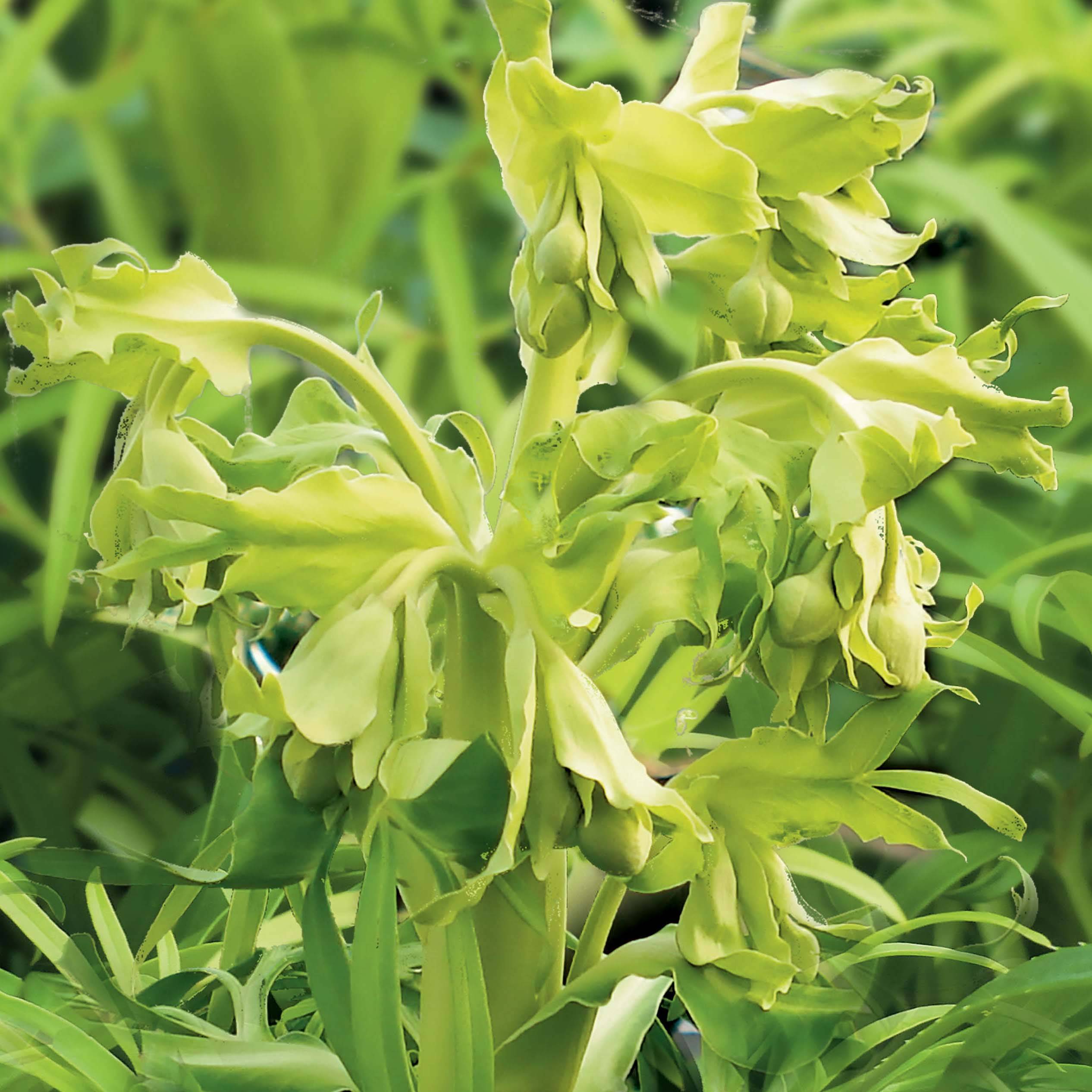Promesse de Fleurs - Hellébore foetidus Yellow Pot de 1,5L/2L