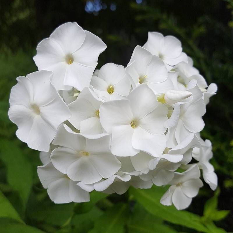 Phlox paniculé David à fleurs Blanche/ - feuillage Caduc - Godet - 5/20 cm - Imagen 1
