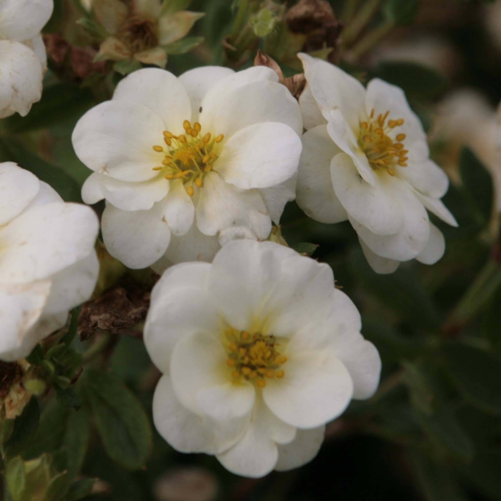 Potentilla fruticosa Creme brulée- Potentille arbustive Godet de 8/9 cm
