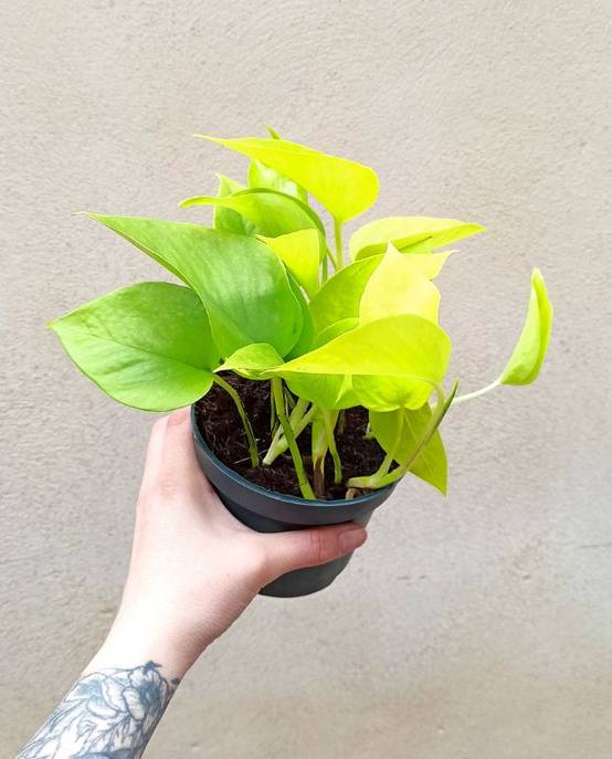 Epipremnum Aureum “pothos” Neon Medium D. 12cm H. 25cm - Plante d'intérieur - IndoorPoppies - Image 1