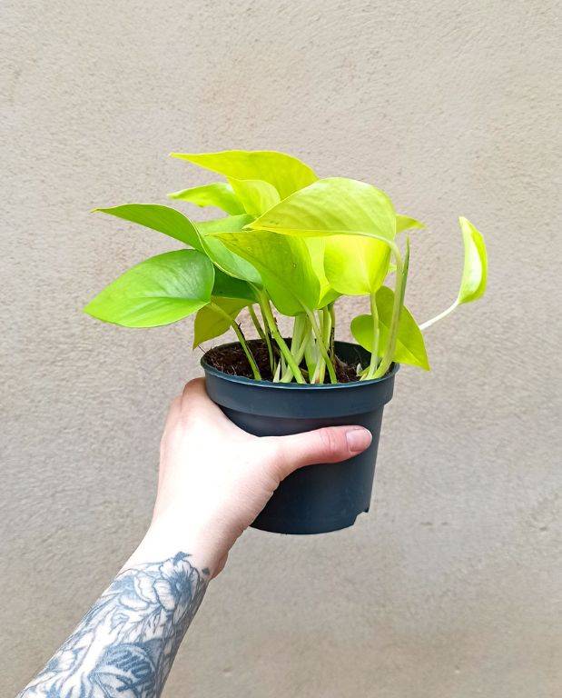 Epipremnum Aureum “pothos” Neon Medium D. 12cm H. 25cm - Plante d'intérieur - IndoorPoppies - Image 2