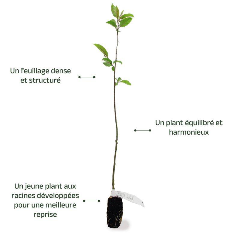 Aulne du Caucase (Alnus subcordata) - Godet - Taille 30/50cm - Pépinières Naudet - Imagen 3
