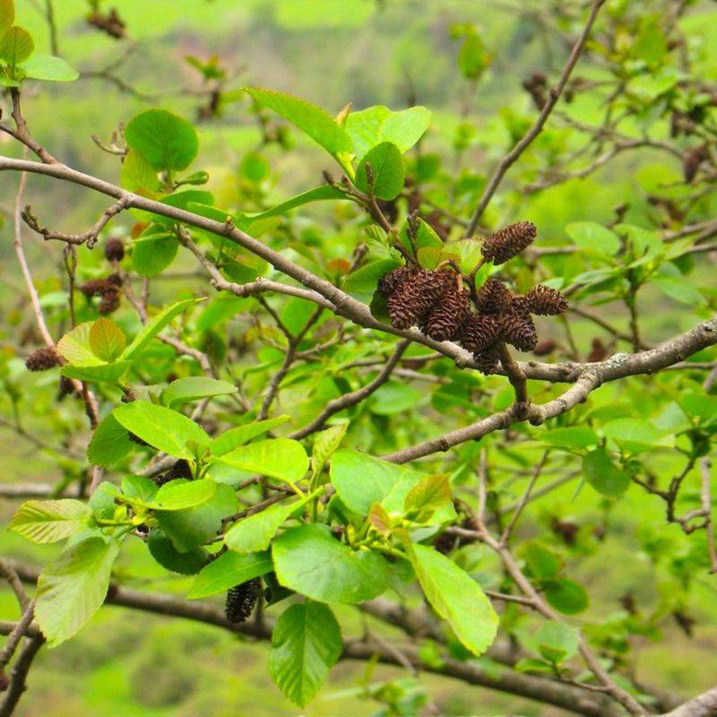 Aulne du Caucase (Alnus subcordata) - Godet - Taille 30/50cm - Pépinières Naudet - Imagen 1