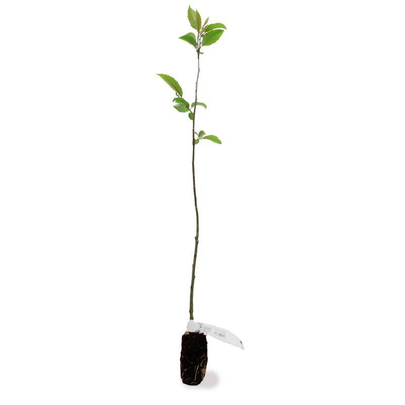Aulne du Caucase (Alnus subcordata) - Godet - Taille 30/50cm - Pépinières Naudet - Imagen 2