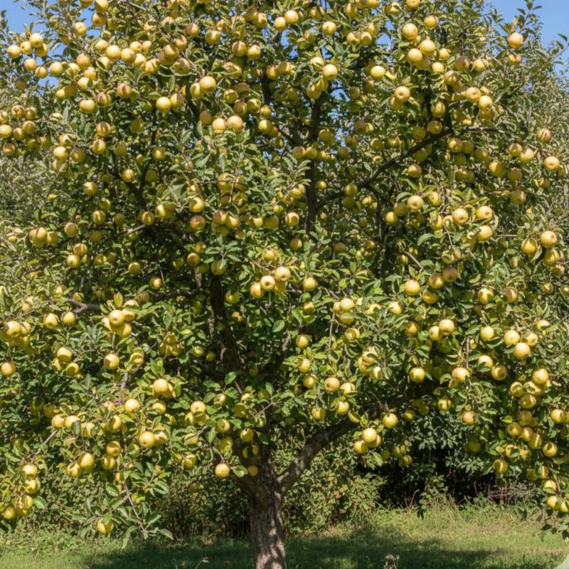 Pommier Gros Locard - Bon rendement - Pot de 15L - 1/2 tige - 150/175 cm - De 3,00 m à 5,00 m - Imagen 4