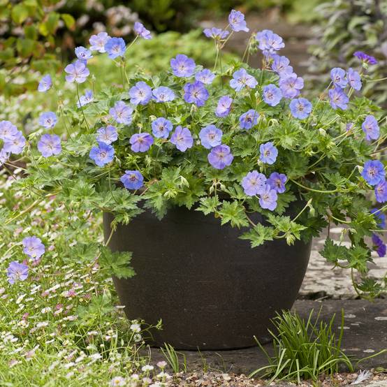 Géranium vivace Azure Rush Godet de 8/9 cm