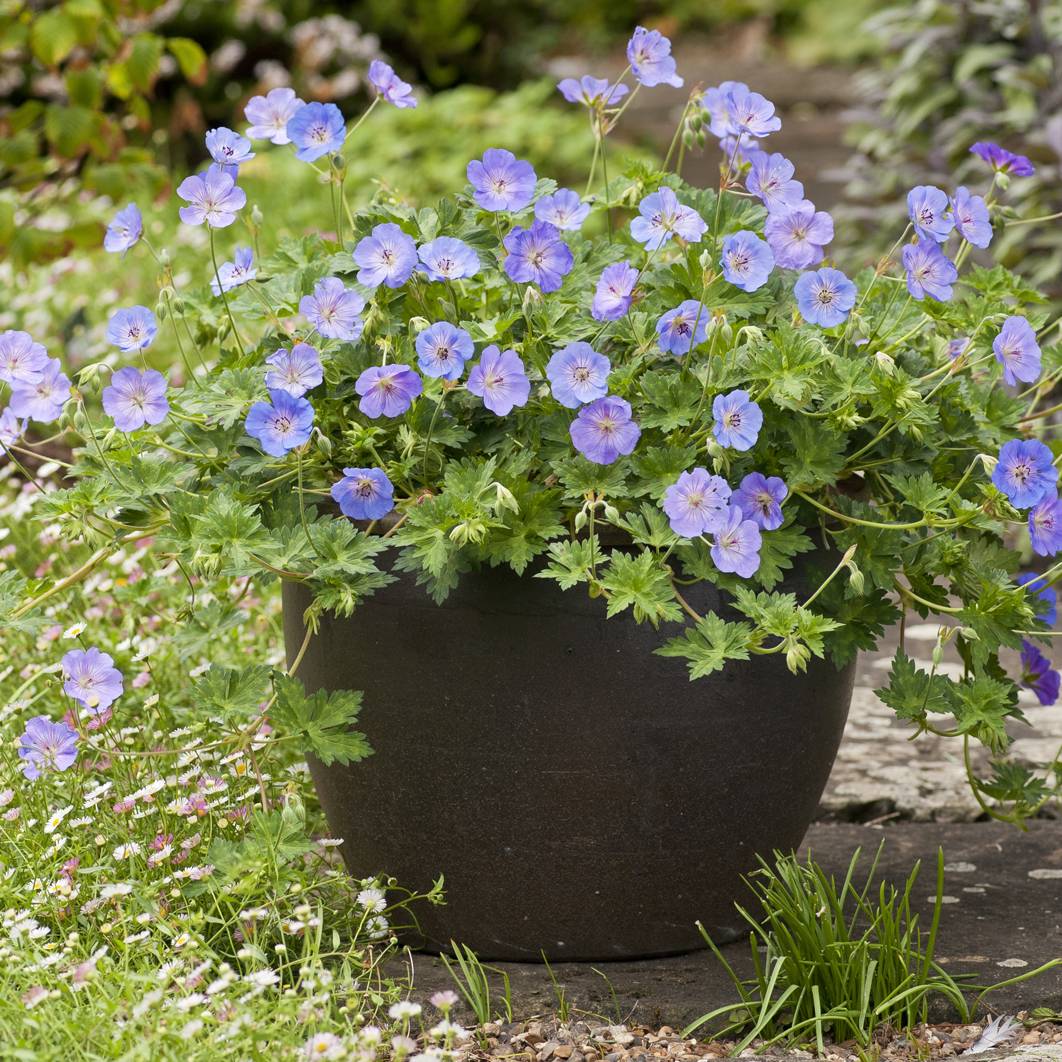 Géranium vivace Azure Rush Godet de 8/9 cm