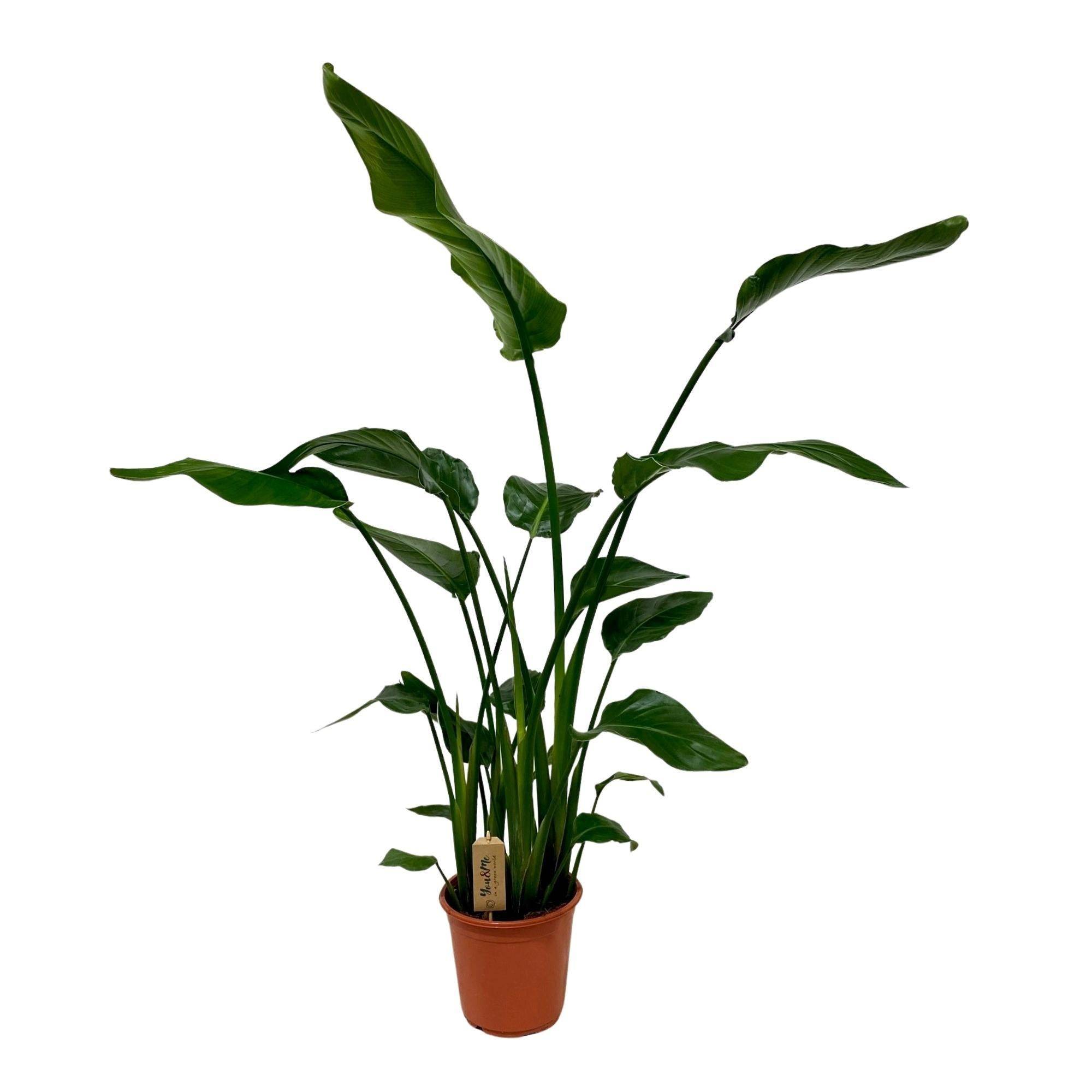La Green Touch - Strelitzia Nicolai - D21 H120cm