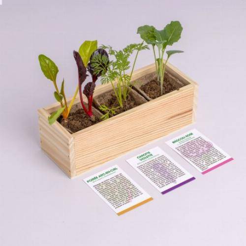 Kit mini potager légumes et herbes aromatiques - Tomates - Imagen 3