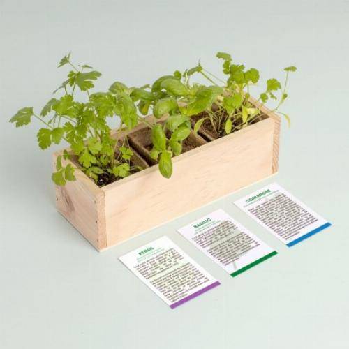 Kit mini potager légumes et herbes aromatiques - Tomates - Imagen 2