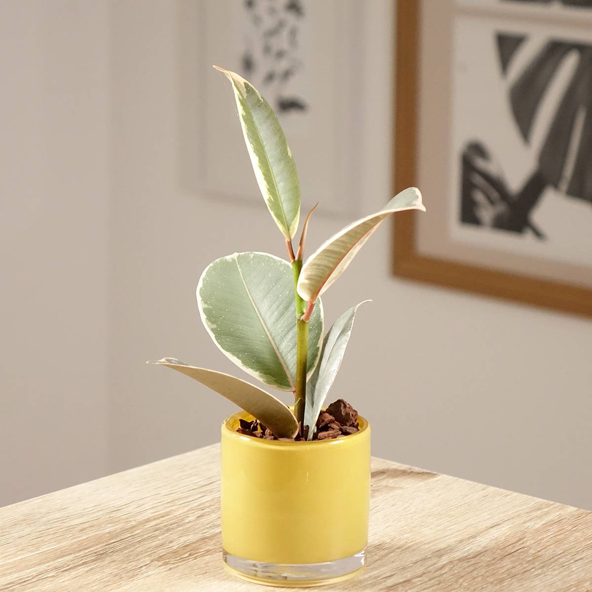 Promesse de Fleurs - Ficus Tineke - Caoutchouc Mini-plante